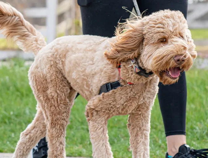 Brown Dog Walking Outside