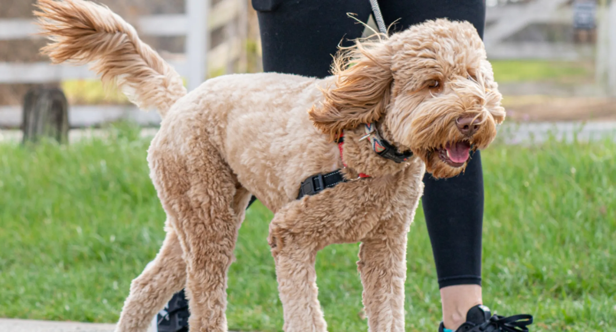Brown Dog Walking Outside Brown Dog Walking Outside