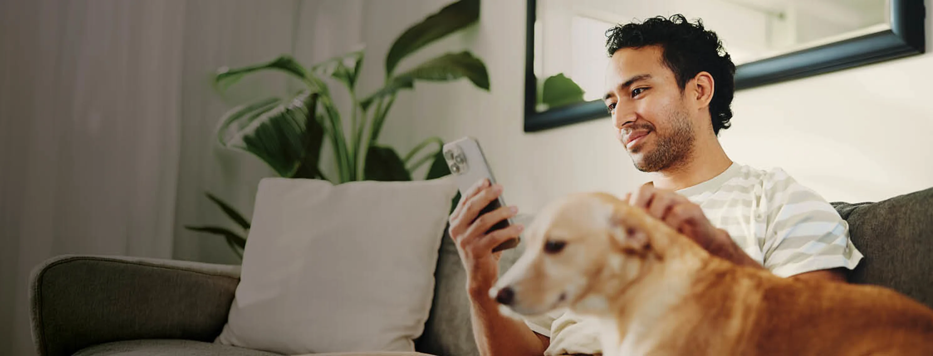 Golden retriever laying down as a person texts. Golden retriever laying down as a person texts.