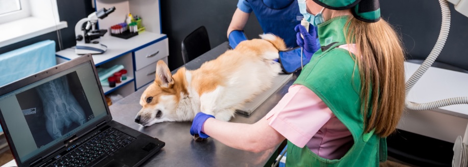 Two Veterinarians with a Corgi (Dog) Taking an X-Ray