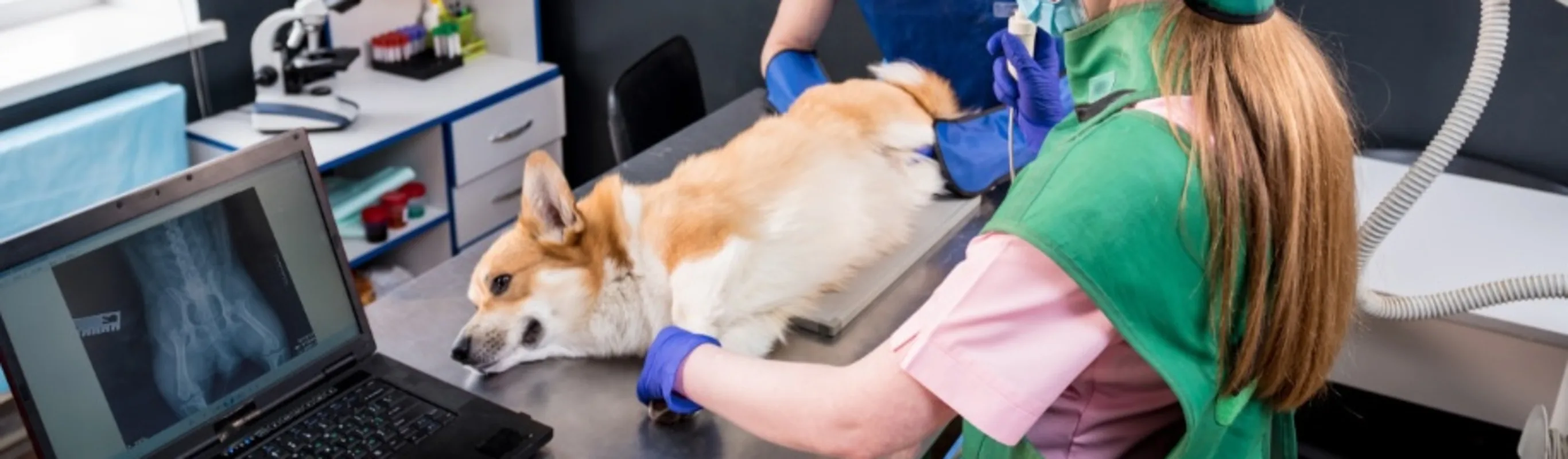 Veterinarians with a Corgi (Dog) Taking an X-Ray Two Veterinarians with a Corgi (Dog) Taking an X-Ray