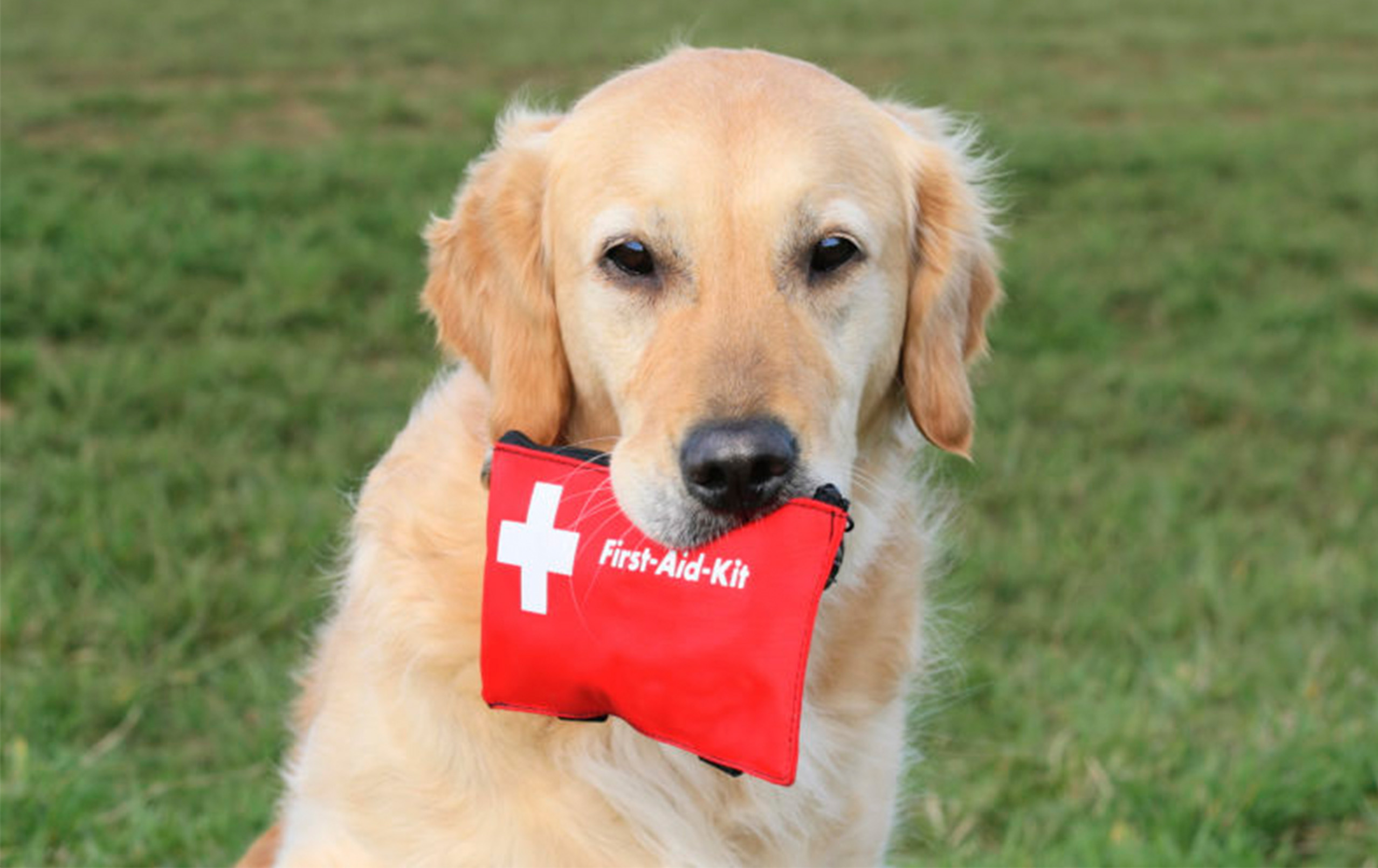 Golden retriever holding a red first aid kit in its mouth
