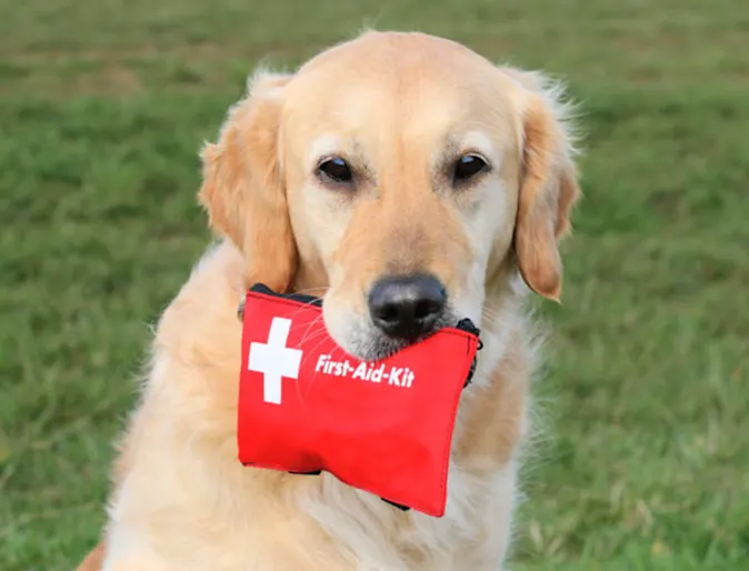 Golden retriever holding a red first aid kit in its mouth Golden retriever holding a red first aid kit in its mouth