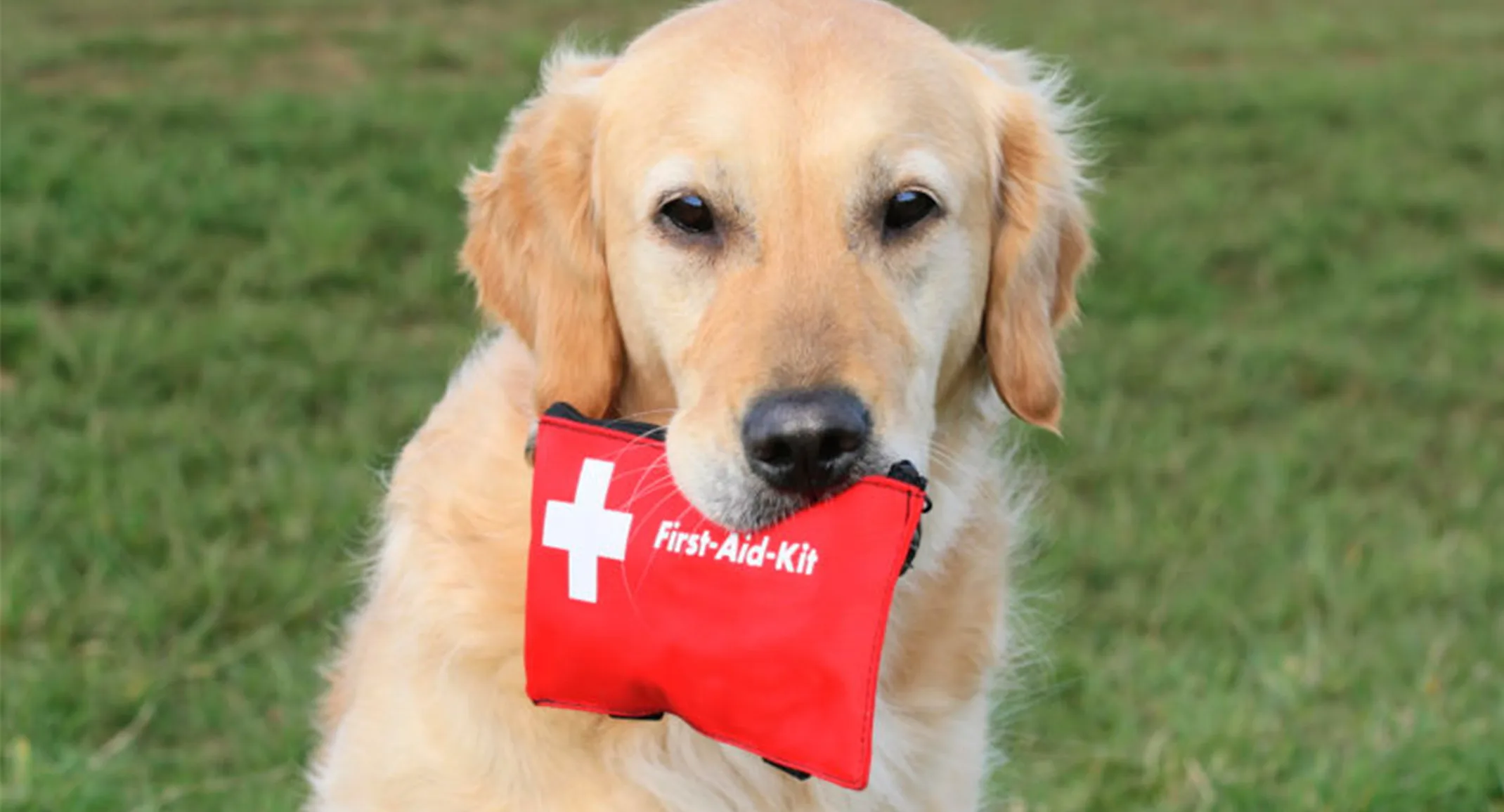 Golden retriever holding a red first aid kit in its mouth Golden retriever holding a red first aid kit in its mouth