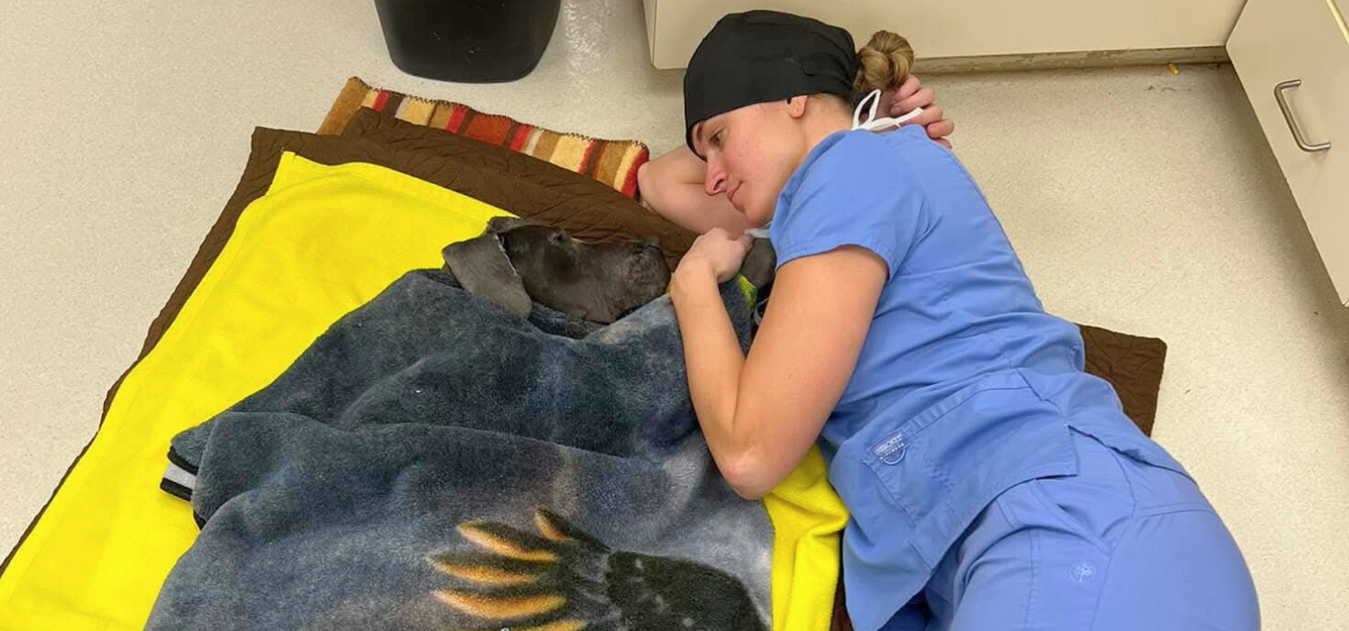 Alta Animal Hospital saved this abandoned Great Dane—then made her family