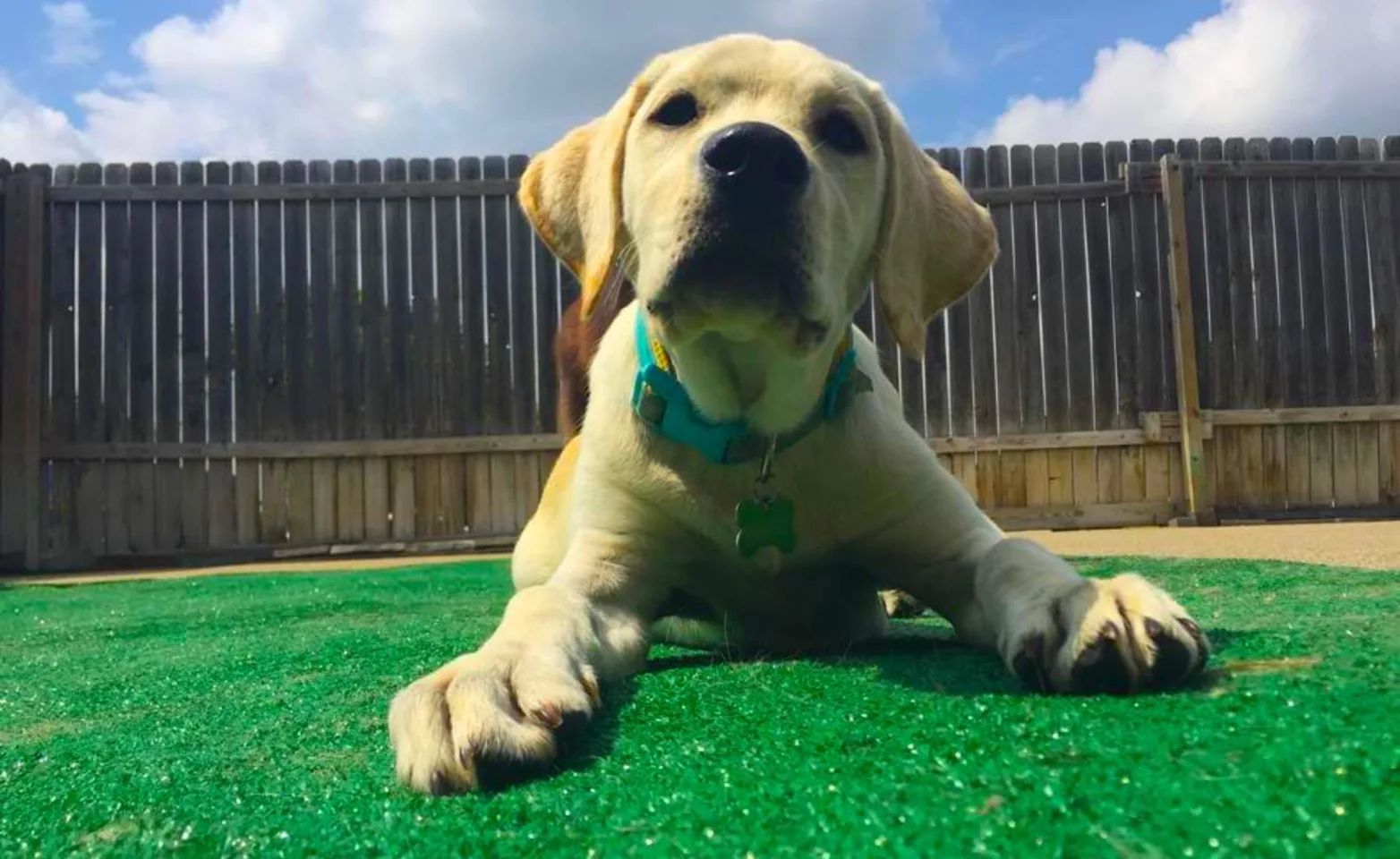 Dog laying down at Puppy Playground Dog laying down at Puppy Playground