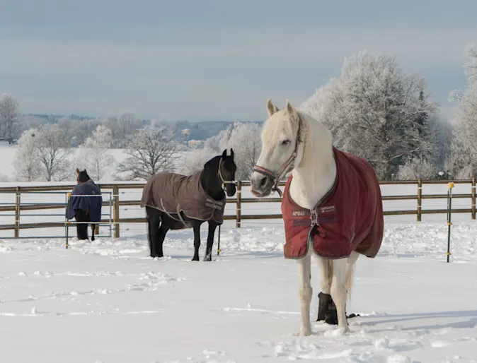 Horse Equine Blanket Snow Horse Equine Blanket Snow