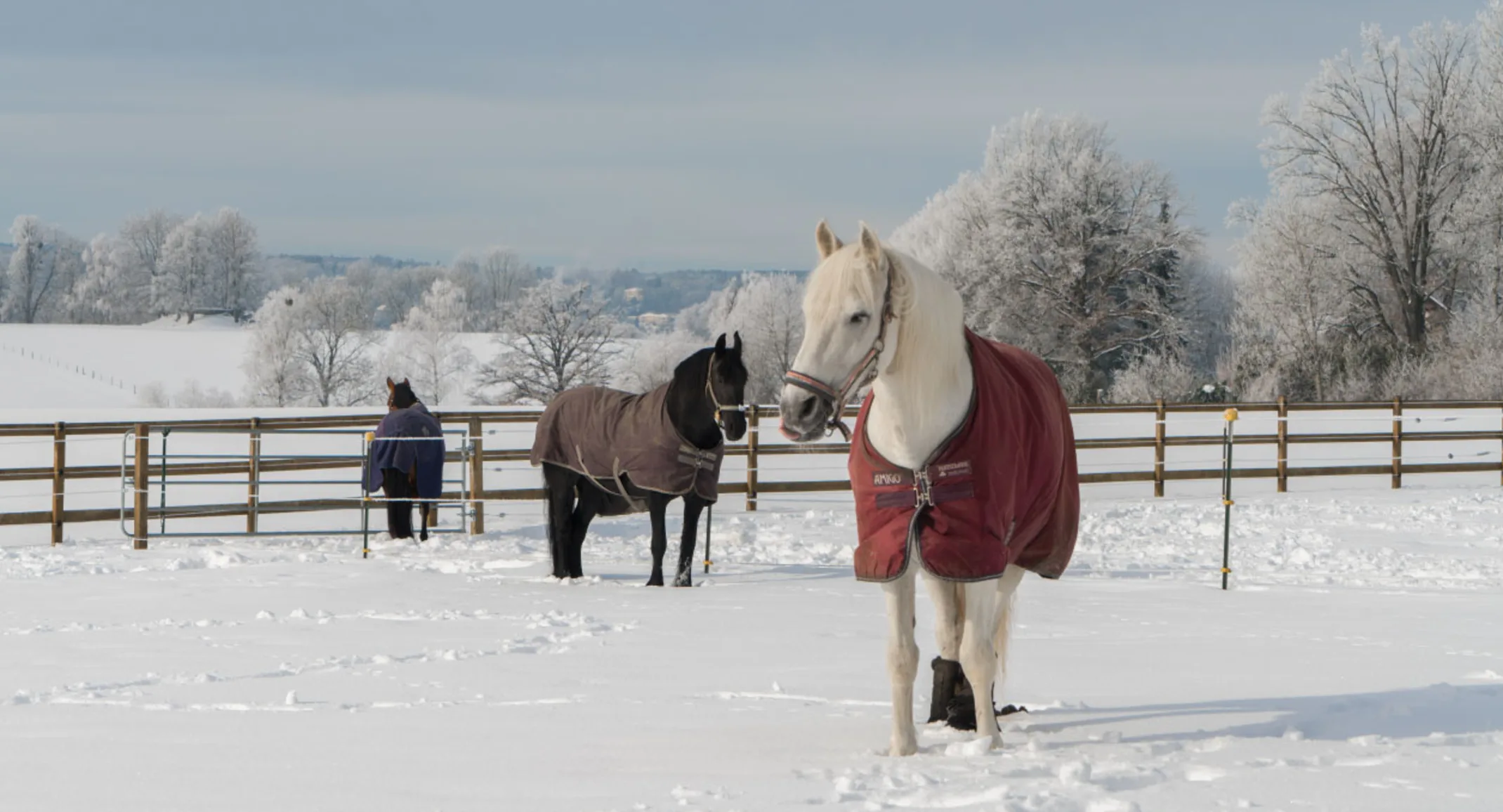 Horse Equine Blanket Snow Horse Equine Blanket Snow