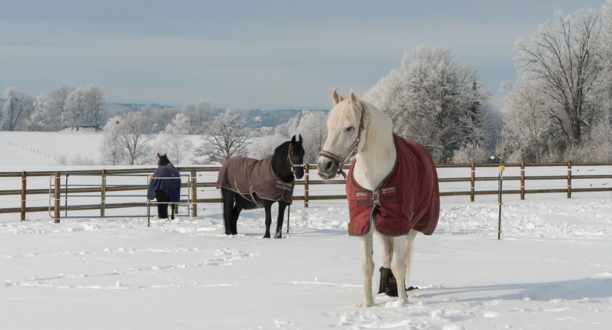 Horse Equine Blanket Snow