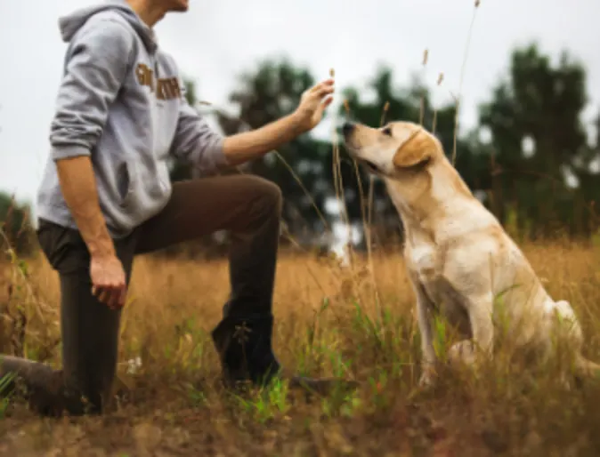 Dog with Owner in a Yellow Grassy Field Dog with Owner in a Yellow Grassy Field