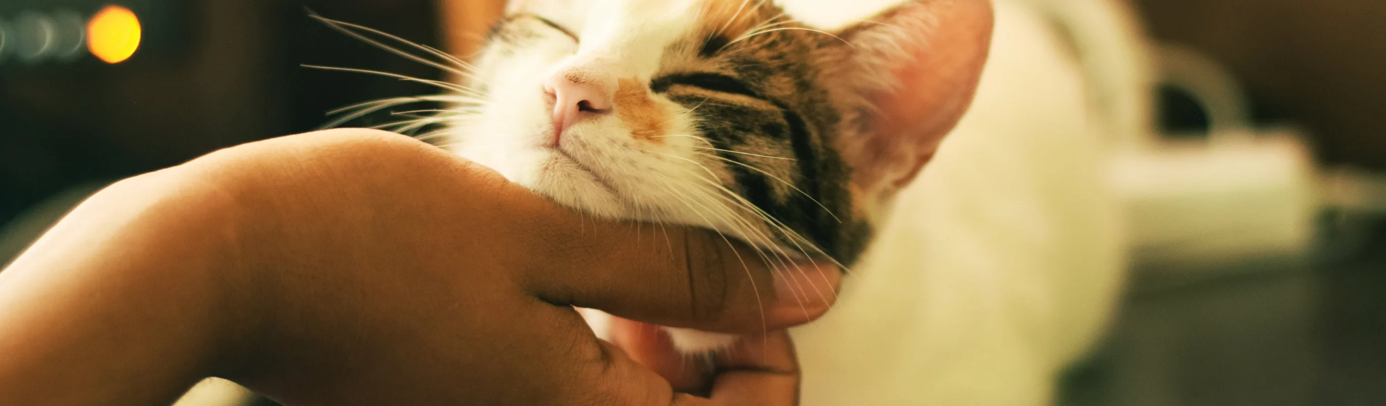 Person petting a cat