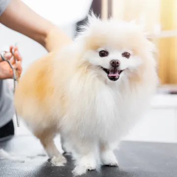 Grooming photo of dog Grooming photo of dog