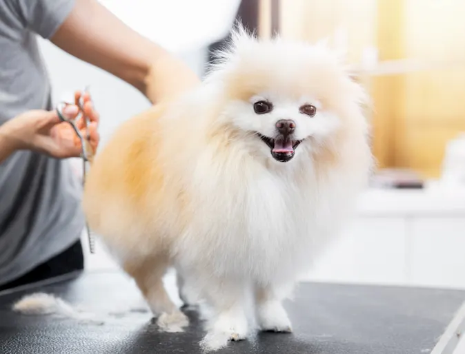 Grooming photo of dog Grooming photo of dog