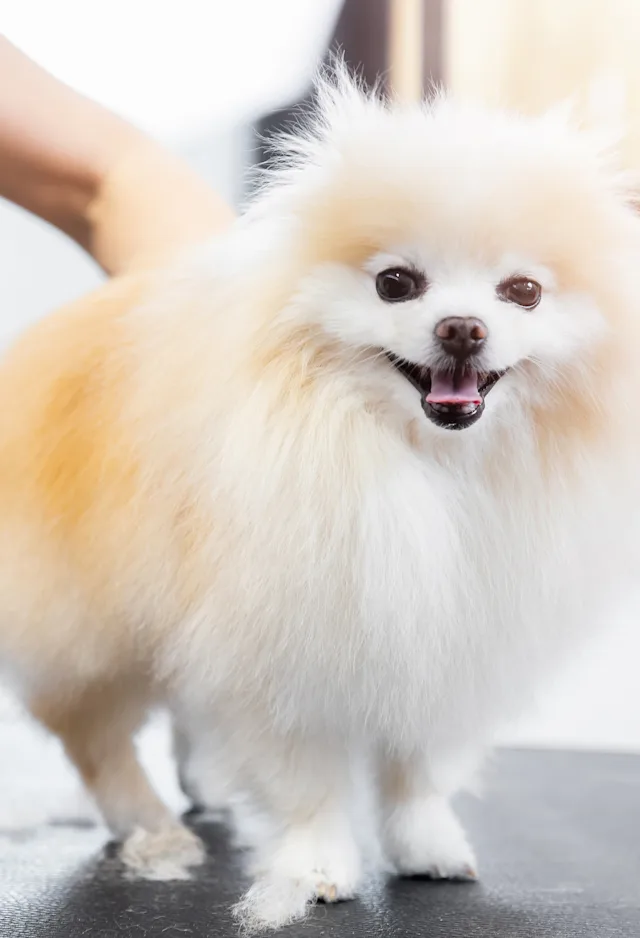 Grooming photo of dog Grooming photo of dog