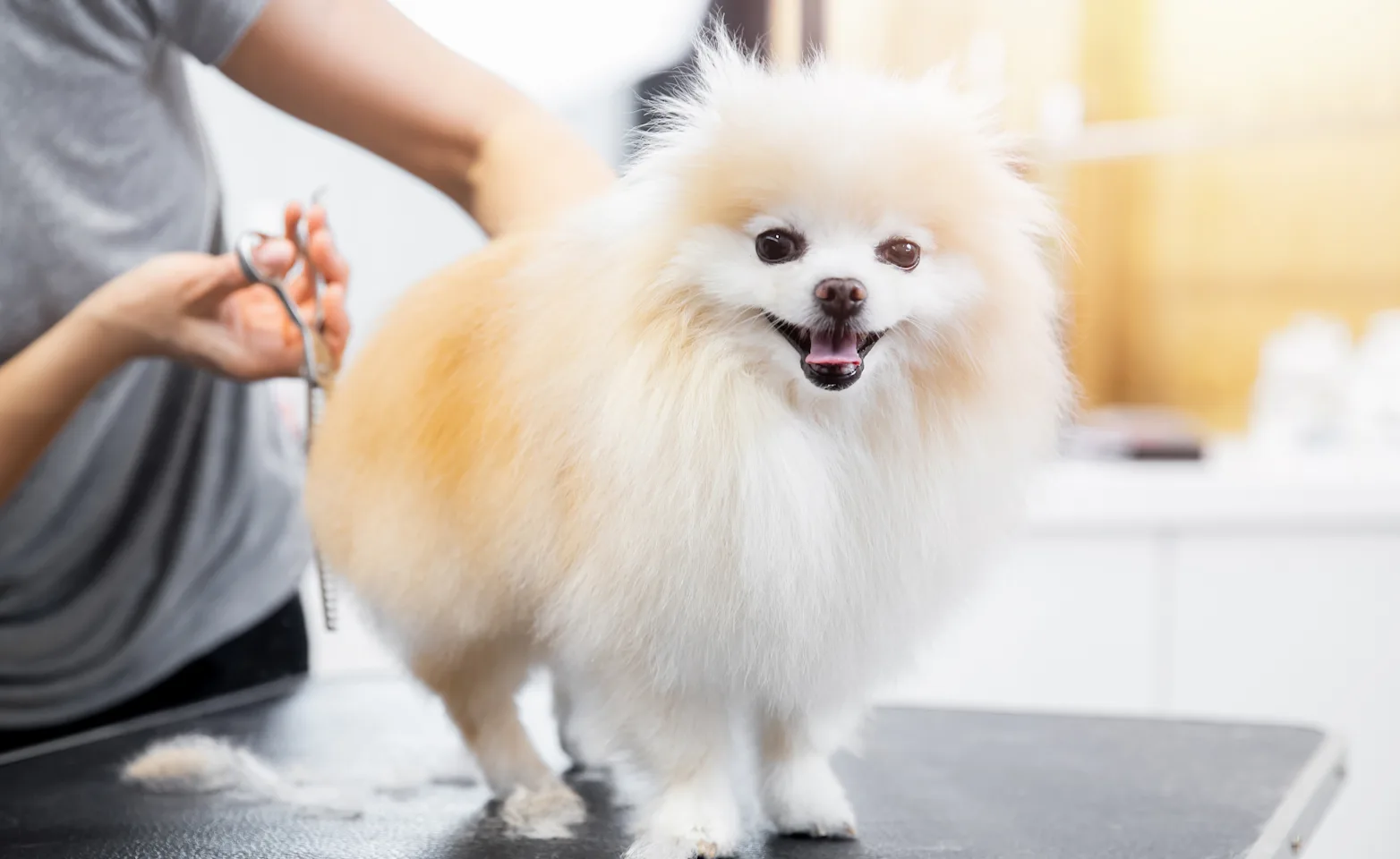 Grooming photo of dog Grooming photo of dog