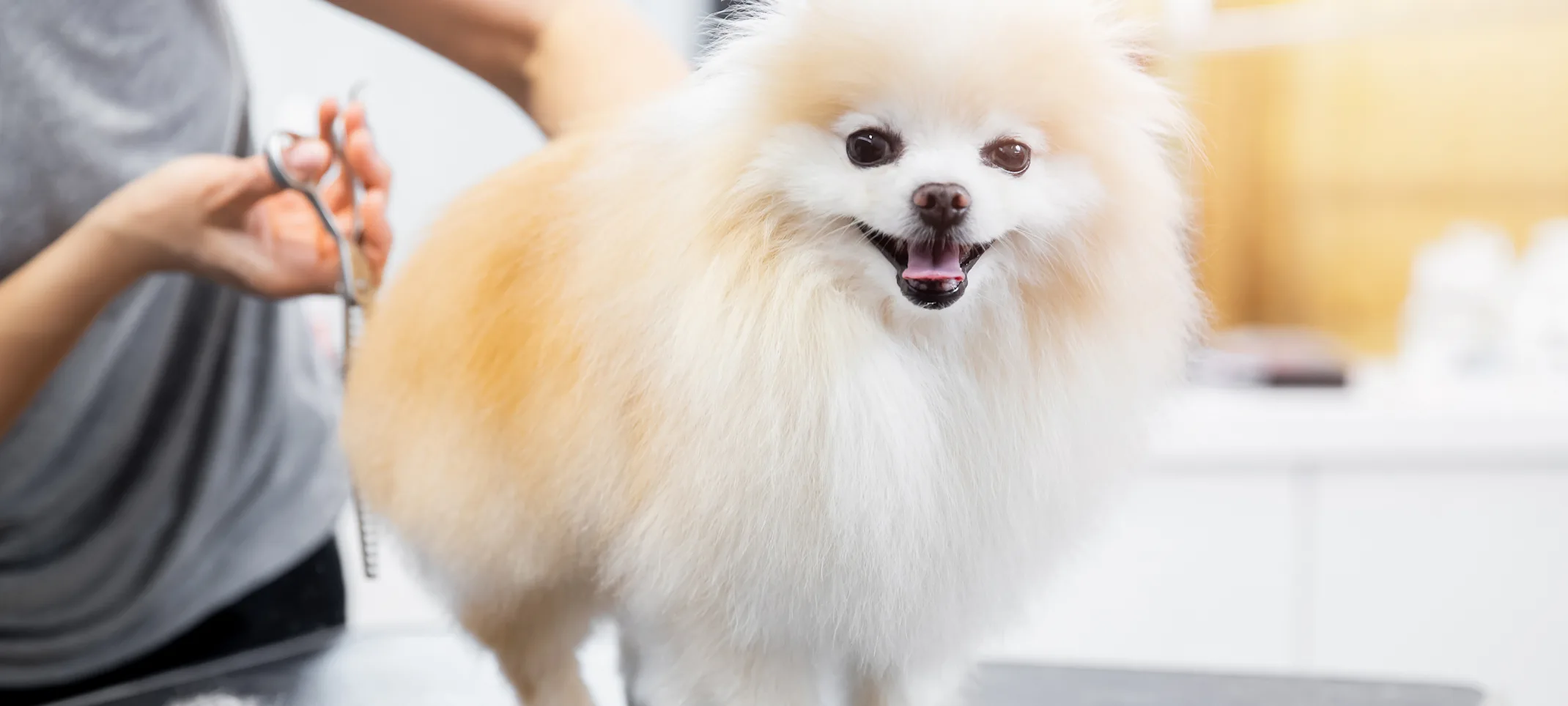 Grooming photo of dog Grooming photo of dog