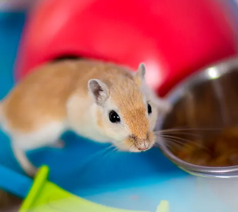 Gerbil eating food on play set