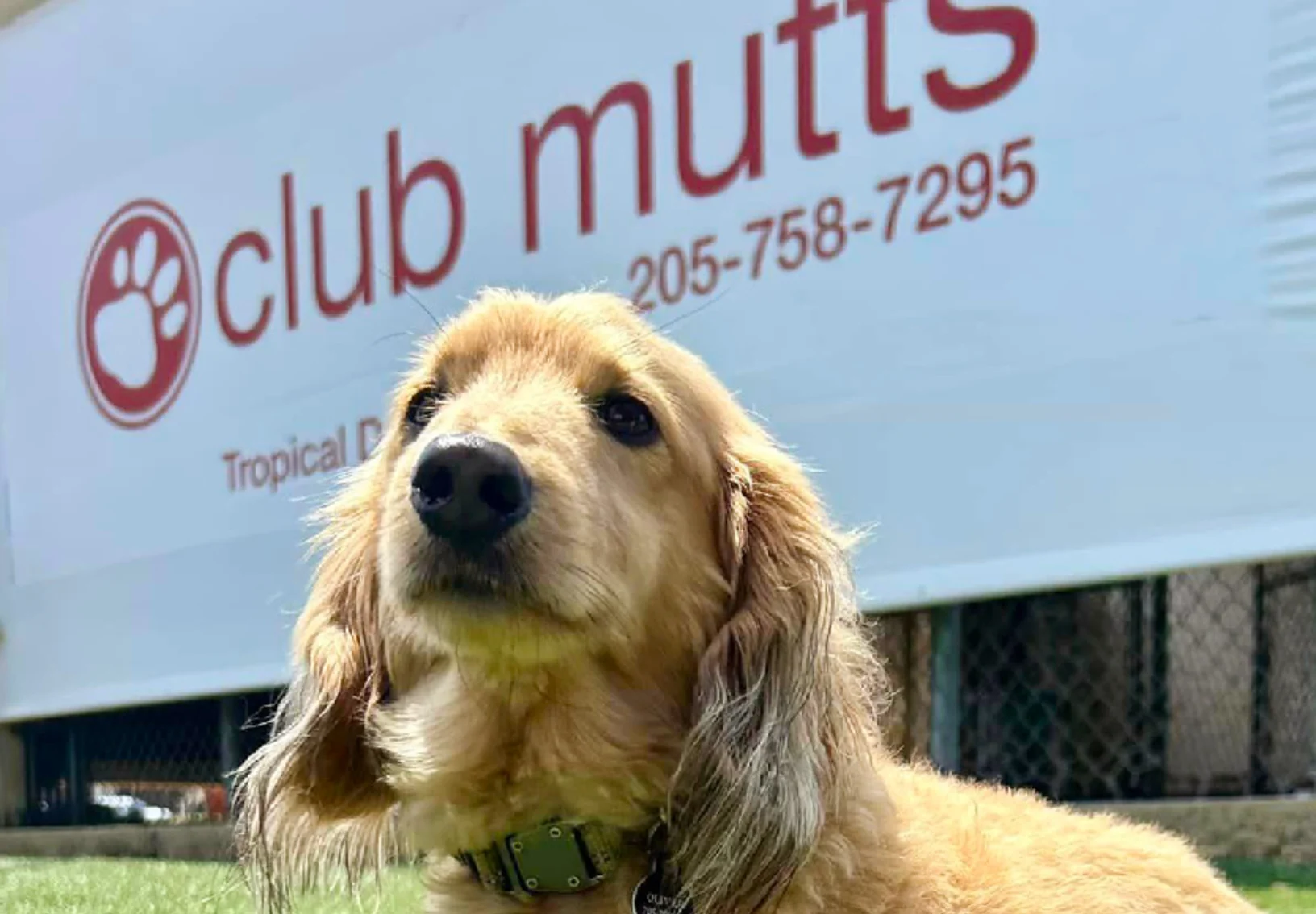 A small dog looking up with the Club Mutts sign in the background