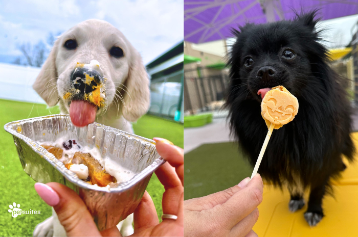 Dogs eat treats at PetSuites.