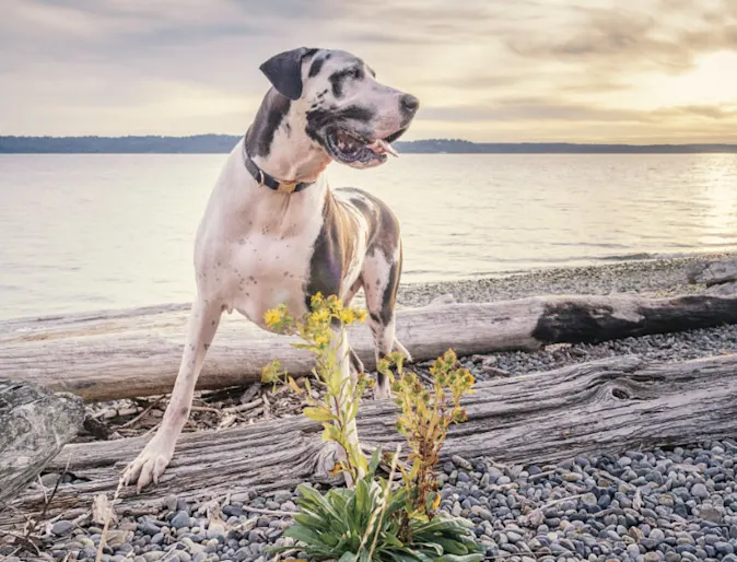 A dog looking to the right while standing on a rocky beach during sunset A dog looking to the right while standing on a rocky beach during sunset