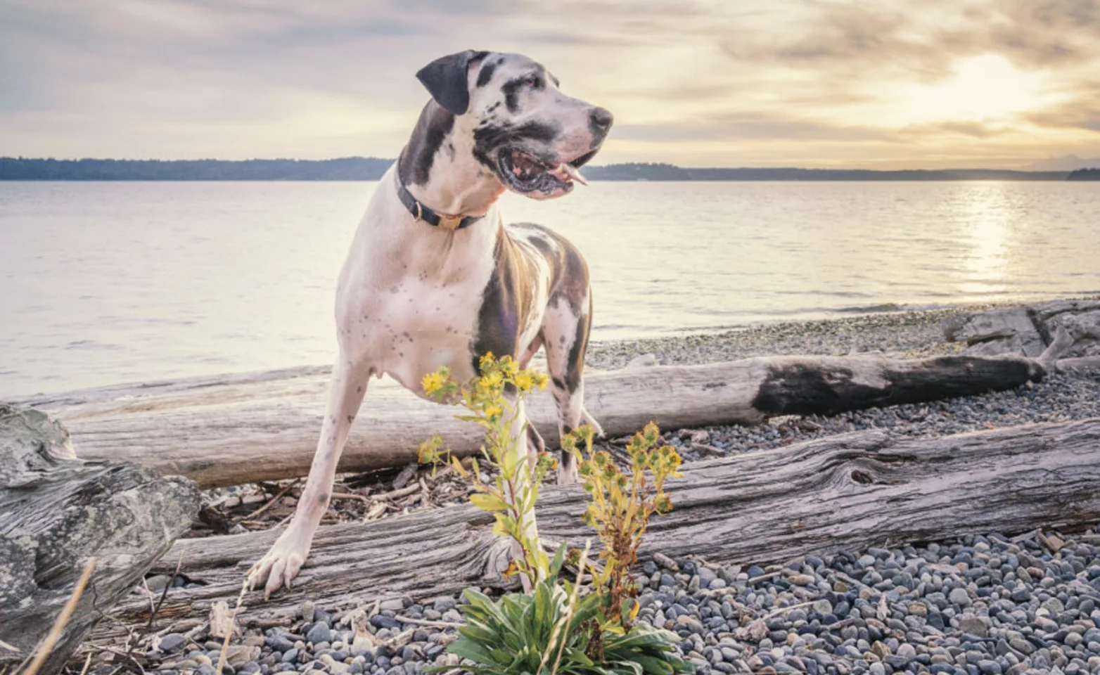 A dog looking to the right while standing on a rocky beach during sunset A dog looking to the right while standing on a rocky beach during sunset