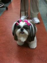 cute fluffy dog with a bow