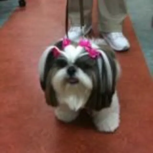 cute fluffy dog with a bow