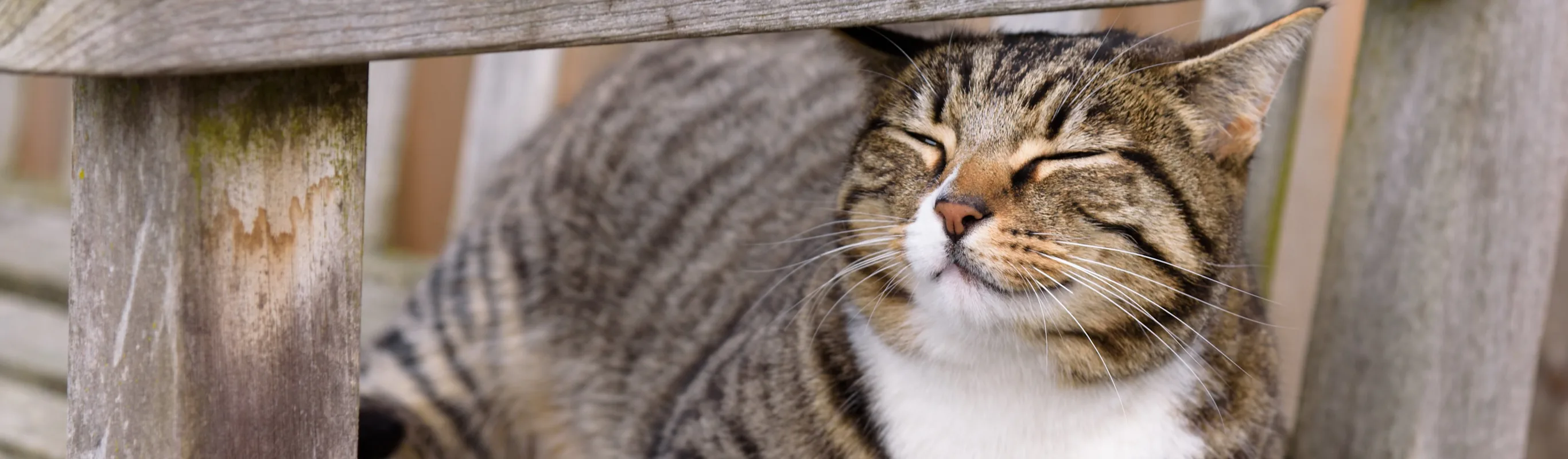 Cat laying on a wooden bench Cat laying on a wooden bench