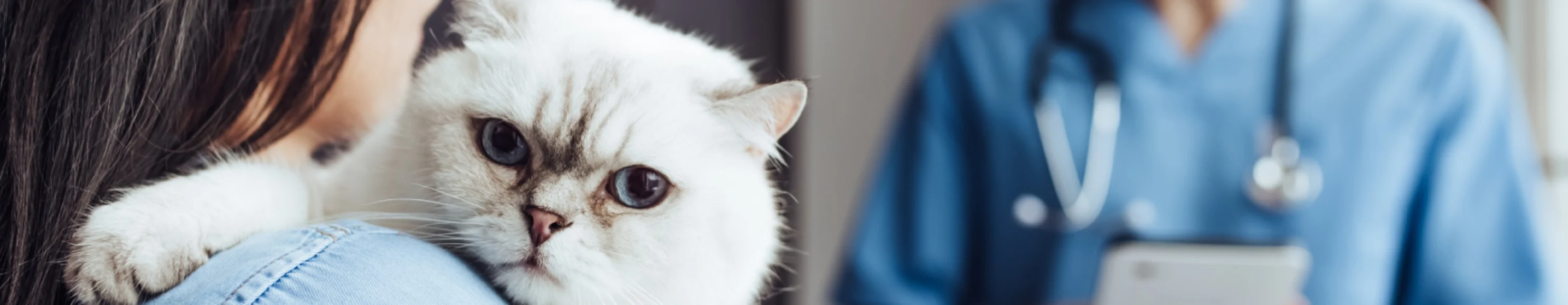 White cat being held by owner who is talking with a veterinarian White cat being held by owner who is talking with a veterinarian