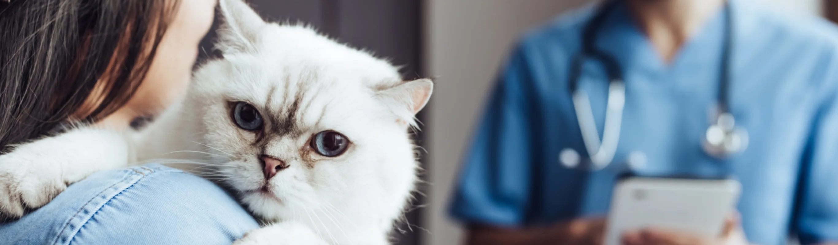 White cat being held by owner who is talking with a veterinarian White cat being held by owner who is talking with a veterinarian