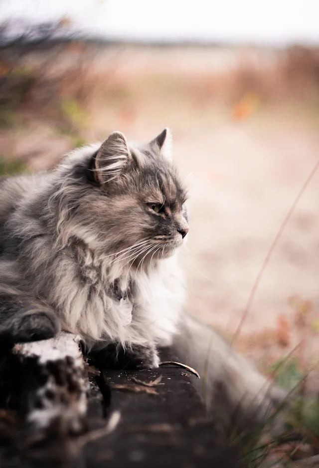 Fluffy gray cat laying on a rock in a field Fluffy gray cat laying on a rock in a field
