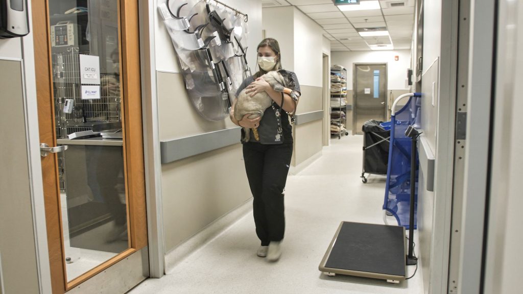 Staff member carrying a dog inside Mountainside 24/7 Animal Emergency