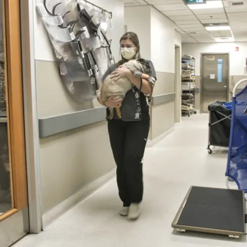 Staff member carrying a dog inside Mountainside 24/7 Animal Emergency