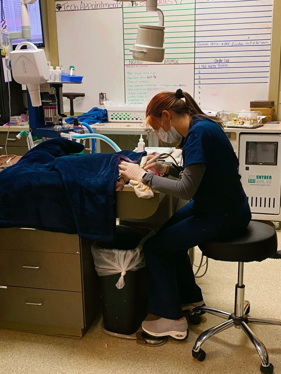 A staff member inspecting a pet on operation table 
