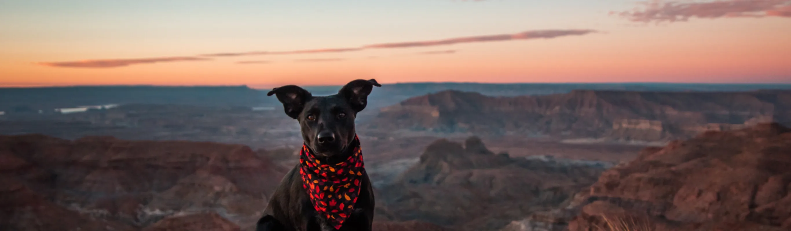 Dog sitting on edge of mesa overlooking canyons at dusk