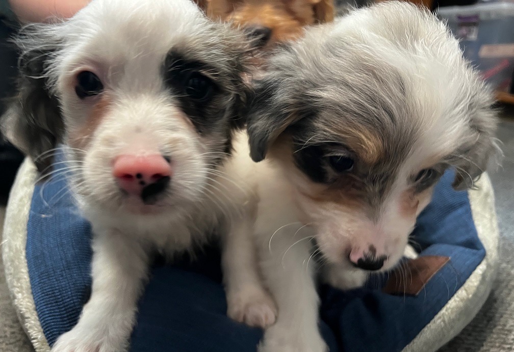 Two Rescue Puppies 