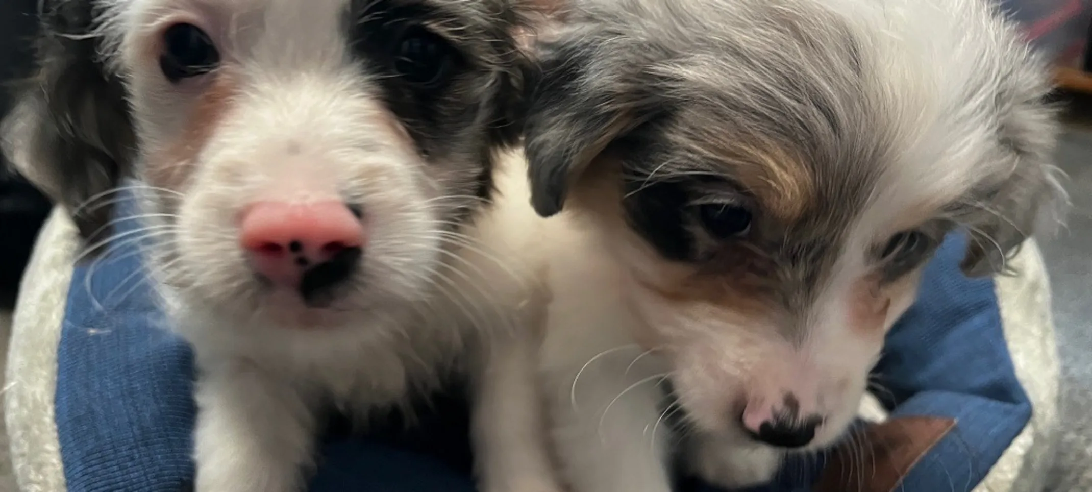 Two Rescue Puppies Two Rescue Puppies