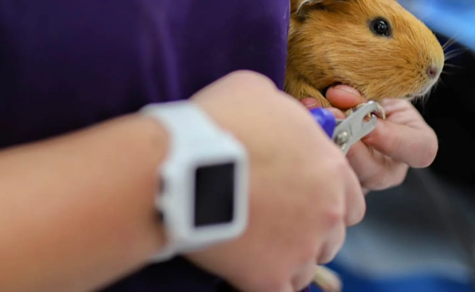 Cutting Guinea Pig Nails Cutting Guinea Pig Nails