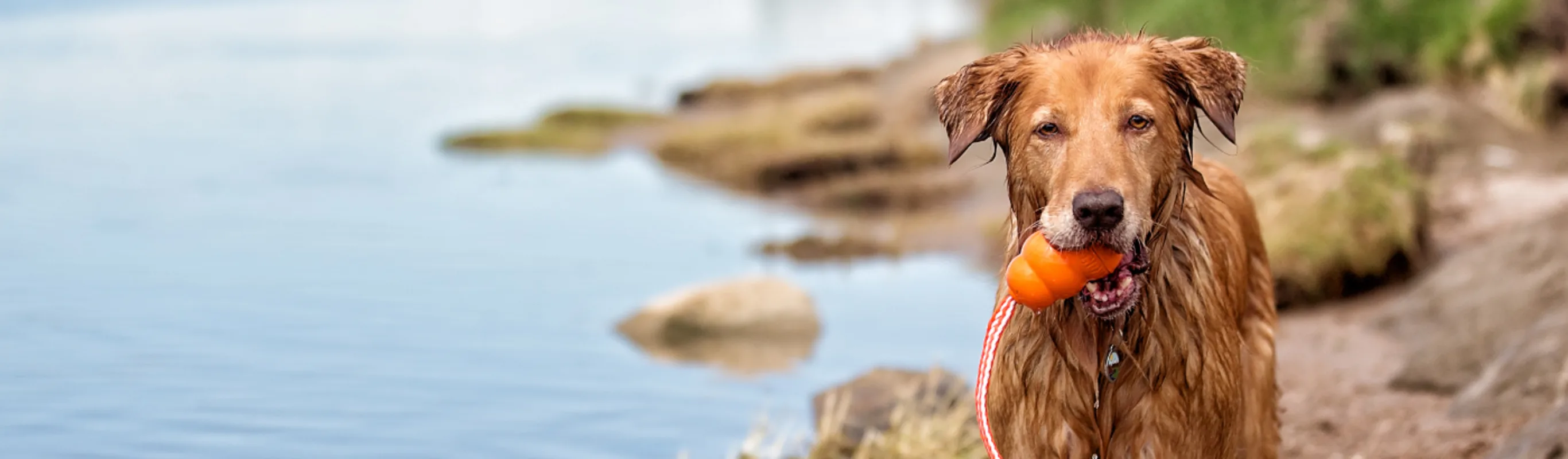Wet dog holding a toy in its mouth near a lake Wet dog holding a toy in its mouth near a lake