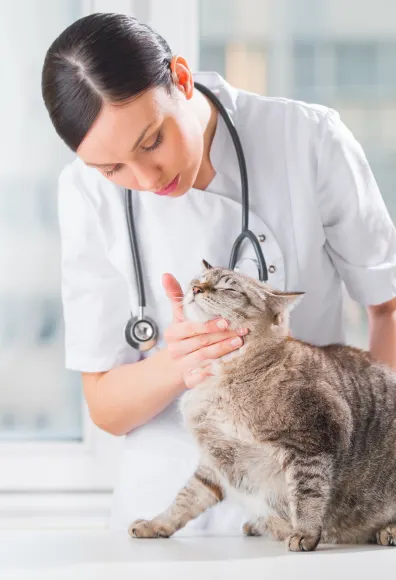 Veterinarian checking a grey tabby cat's pulse on her neck.  Tabby cat is on a table. 