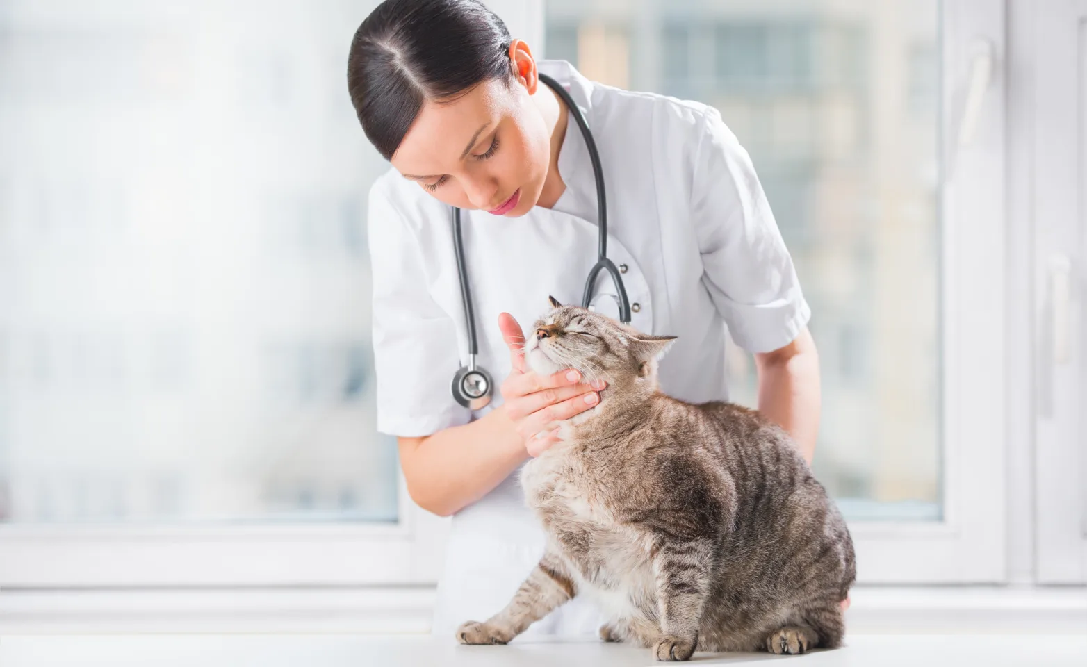 Veterinarian checking a grey tabby cat's pulse on her neck.  Tabby cat is on a table. 