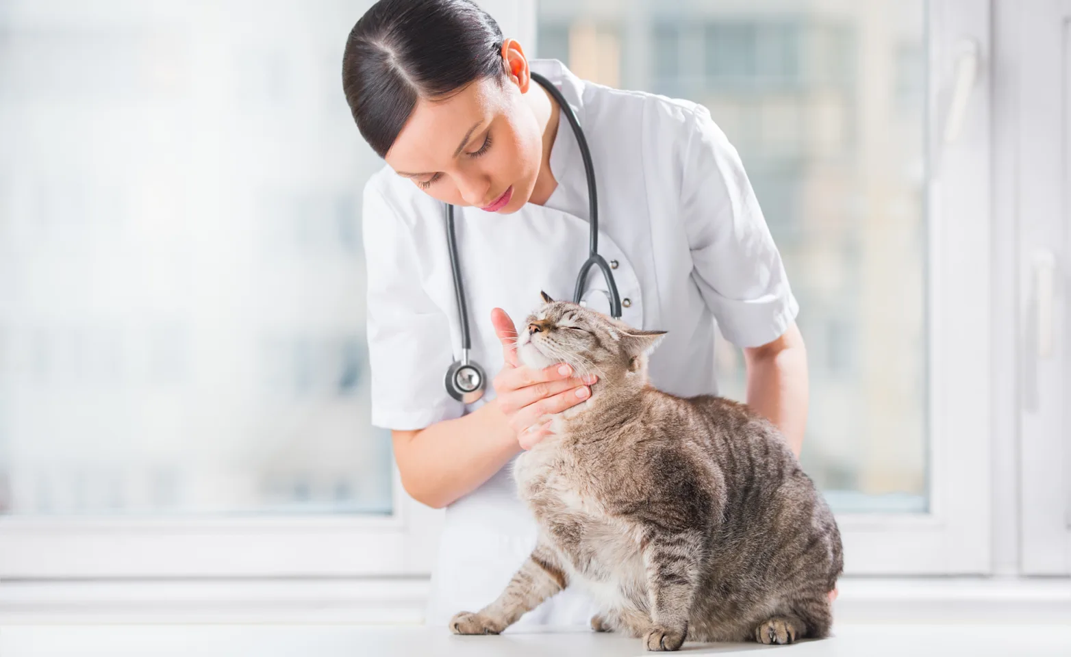 Veterinarian checking a grey tabby cat's pulse on her neck.  Tabby cat is on a table. 