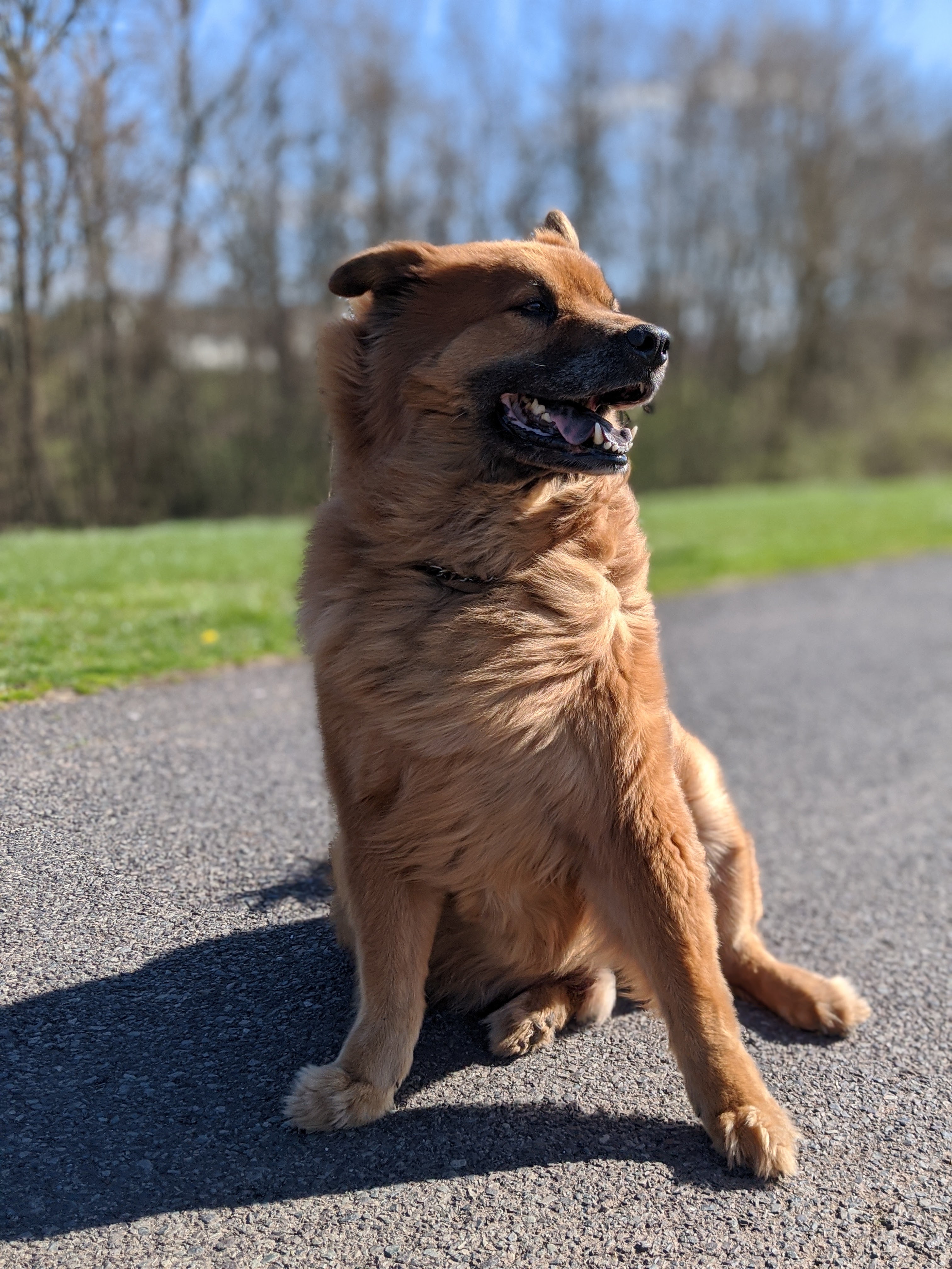 Tonka Greco