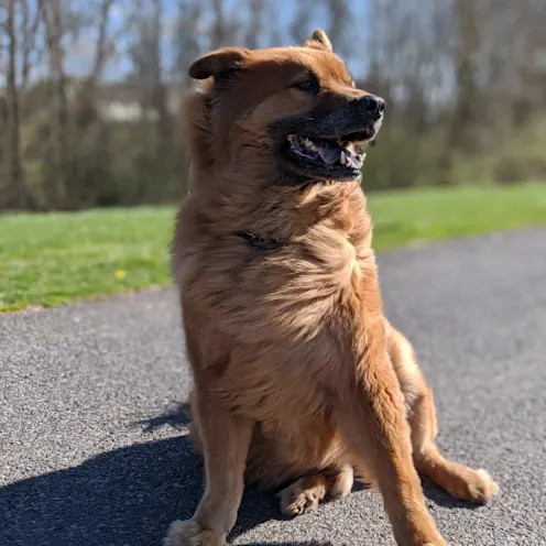 Tonka Greco Tonka Greco