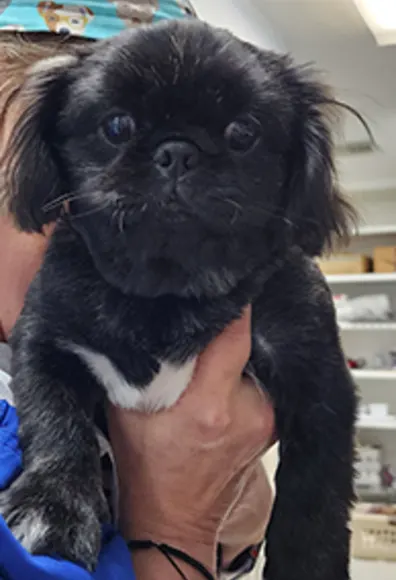 Small black puppy being help up by staff