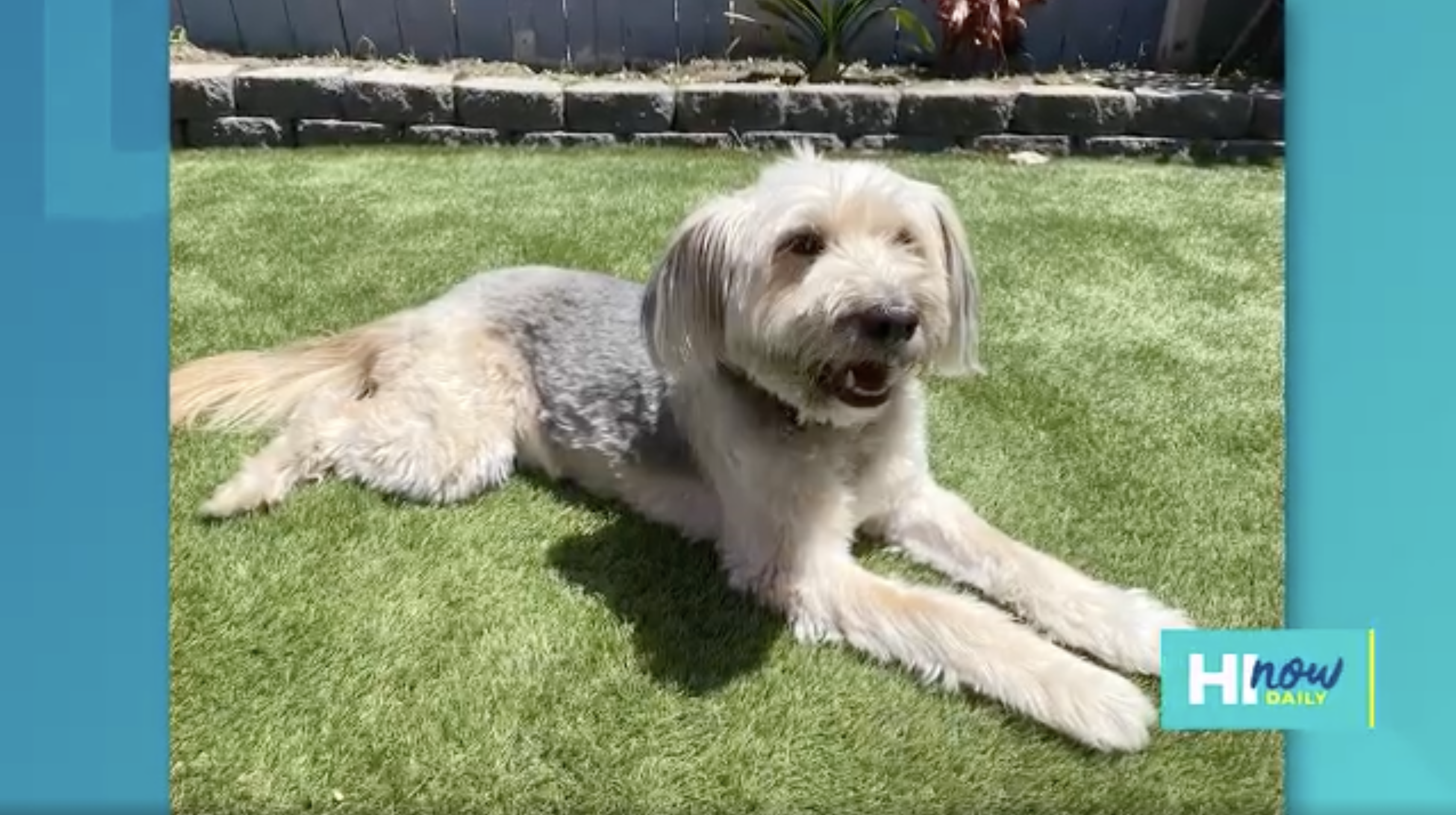 Large, light colored dog laying down on grassy area - hi now daily video