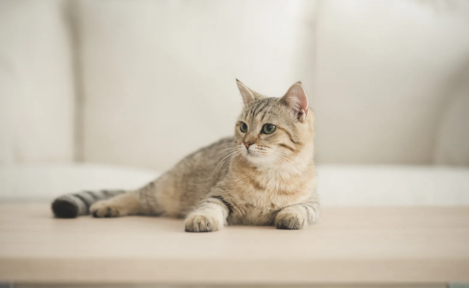 Cat laying down on a wooden table