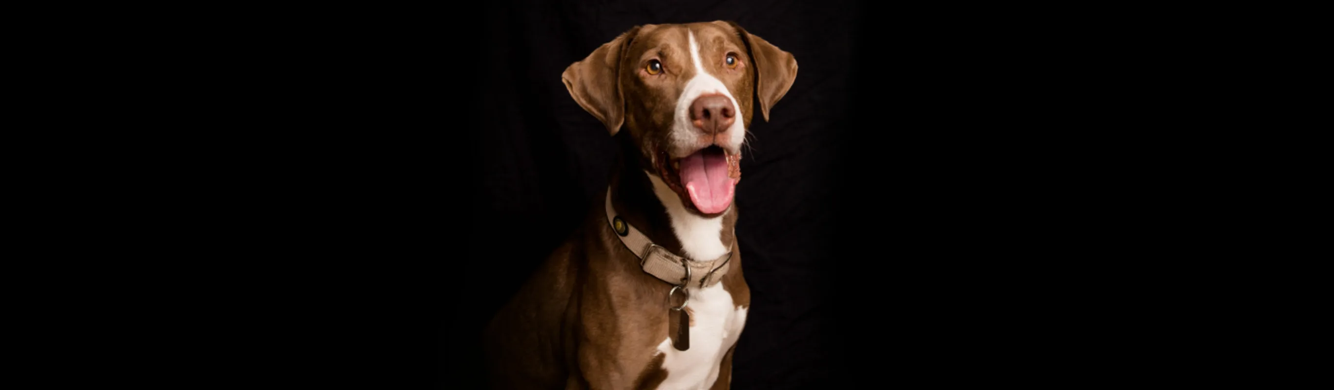 A photo of a brown and white dog panting and looking at the camera A photo of a brown and white dog panting and looking at the camera