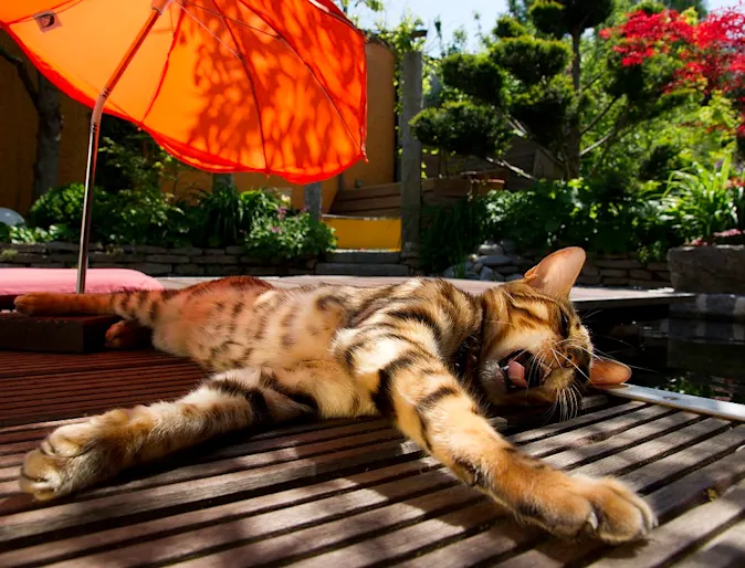 Cat laying on wood panel Cat laying on wood panel