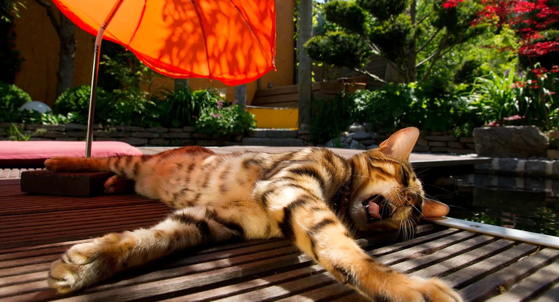 Cat laying on wood panel Cat laying on wood panel